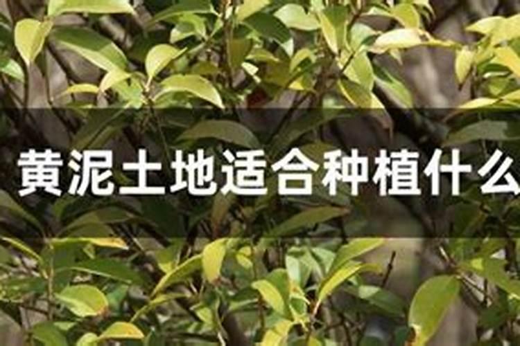 四川黄泥巴地适合种植什么？