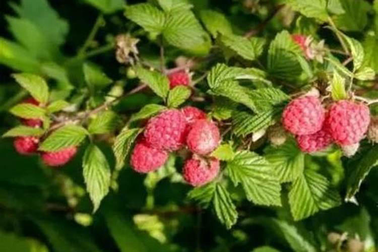 掌握关键步骤，轻松种植健康树莓