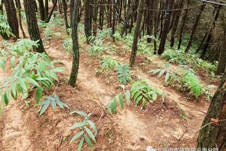 怎样科学种植中药材