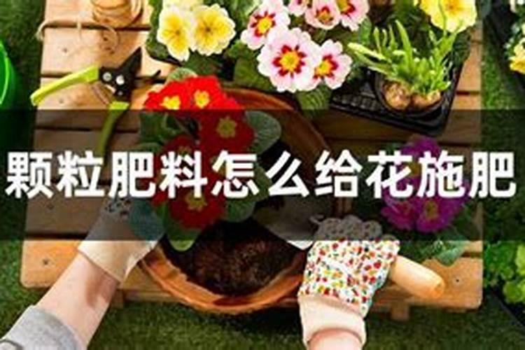 颗粒肥料怎么给花施肥