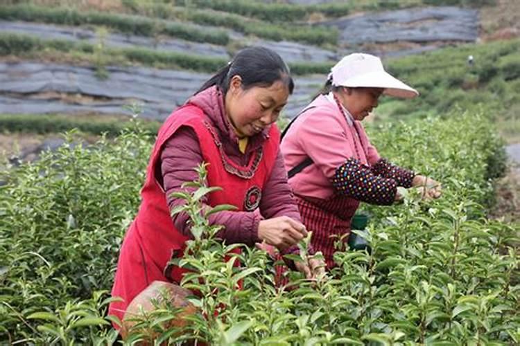 马上要摘茶叶了,听朋友说做富硒茶要在采摘前喷施富硒肥料,市面上。