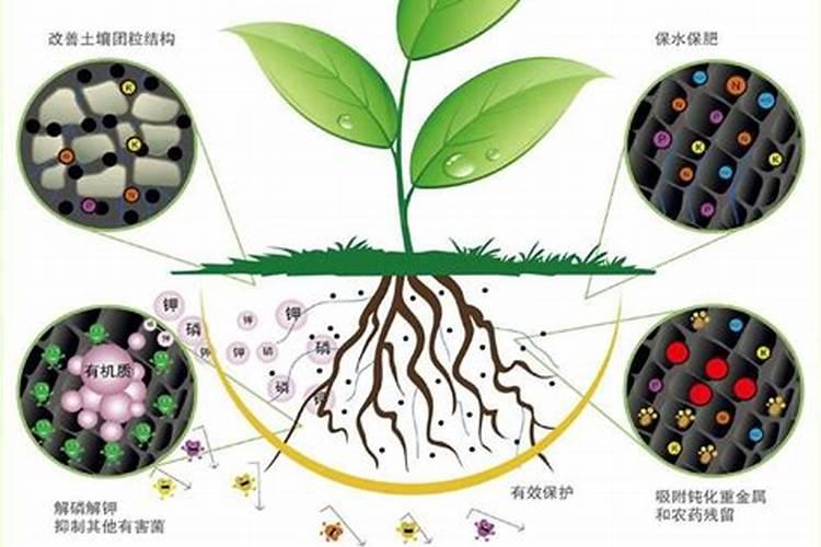 芒果碳酶菌肥的作用是什么？