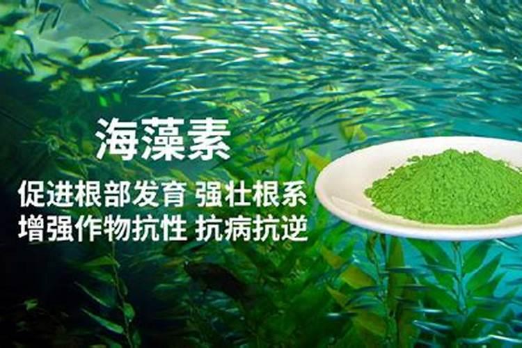 海藻酸肥料功效与特点,是碱性肥料还是酸性肥料