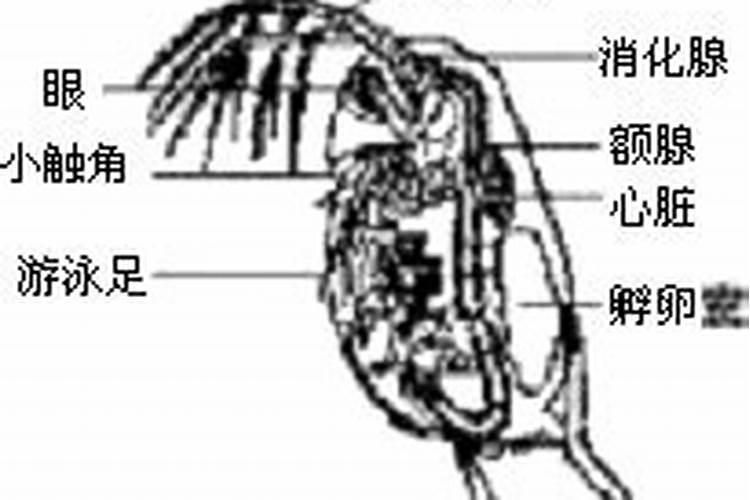 卵生又分为身体分节和什么动物