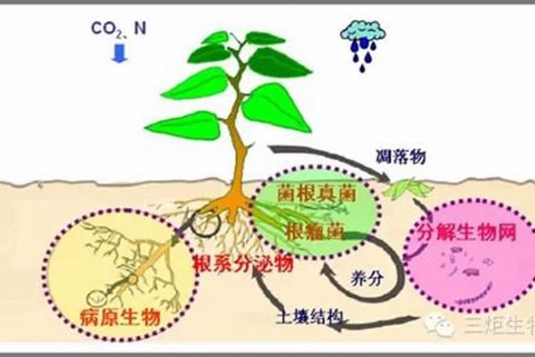 微生物肥料的作用原理与注意事项