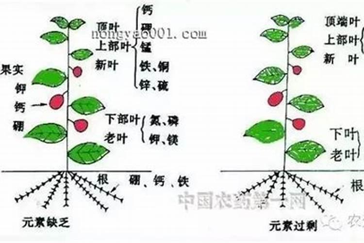 化肥中的氮磷钾对植物分别有什么作用啊？力求详细!