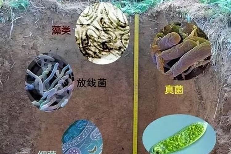 胶州微生物肥料的应用前景怎么样？