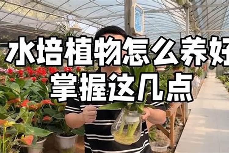 水培植物怎么施肥,掌握这几点选肥的原则,不黄叶不烂根长得快？