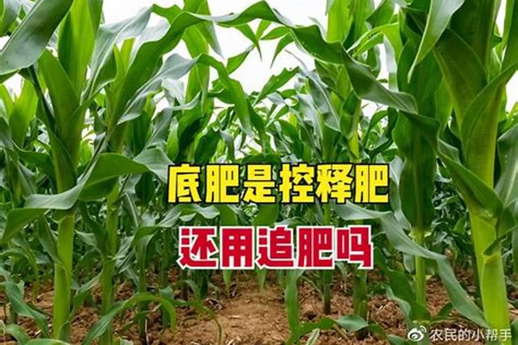 玉米底肥用红颗粒钾肥好还是用白色小颗粒水溶钾肥好？