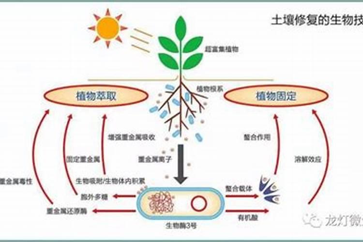 微生物菌剂的作用